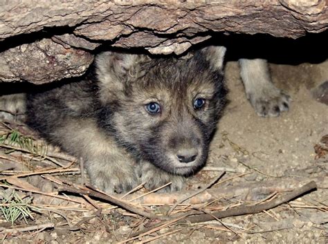 First Wolf Pups Born In Colorado Since the 1940s! | Unofficial Networks