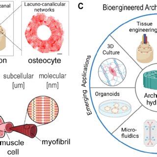 (A) Human cortical bone consists of many structural units named ...