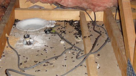 How to Safely Clean Up Mice Droppings - Pest Control Caledon