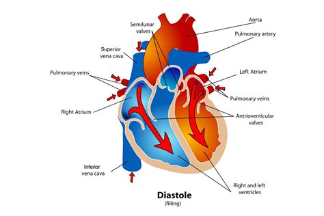 Phases of the Cardiac Cycle When the Heart Beats