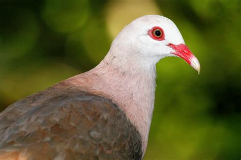 Pink pigeons need a "genetic rescue" to survive extinction • Earth.com