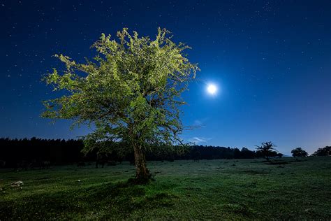 tree, night, starry sky Wallpaper, HD Nature 4K Wallpapers, Images and Background - Wallpapers Den