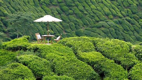 Cameron Highlands Resort, Pahang, Malaysia