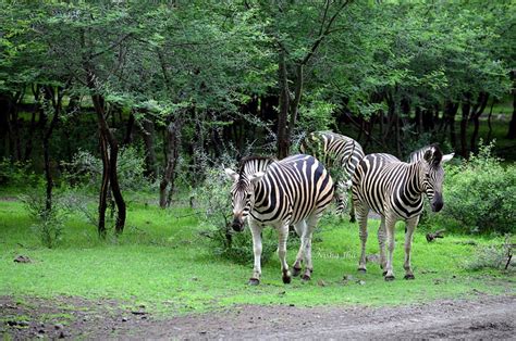 Wildlife in Mauritius | wildlife nature | mauritius | lemonicks