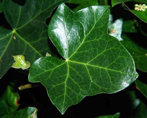 How leaf and stem cuticles work