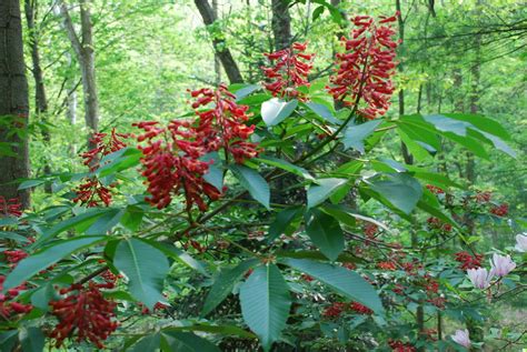 Keep Your Eye on Red Buckeye | What Grows There :: Hugh Conlon ...