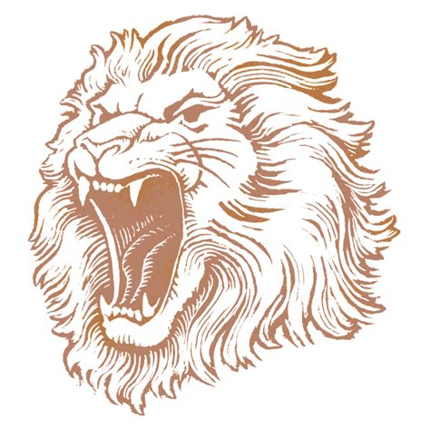 Beer Lager India pale ale Pilsner Lion Brewery, Inc. - Lion Head PNG Image png download - 709* ...