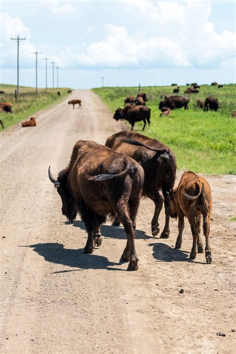 Ultimate Guide To The Tallgrass Prairie Preserve In Pawhuska, Oklahoma