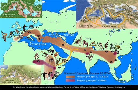 Miocene Hominoid Radiation Map