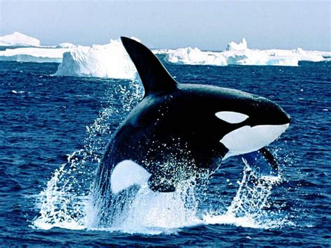 fish wallpaper orca - HD Desktop Wallpapers | 4k HD