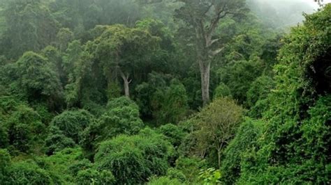 10 Facts about Congo Rainforest | Fact File