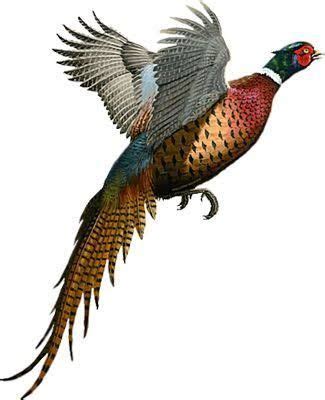 「pheasant pics」の画像検索結果 #pheasanthunting | Pheasant hunting, Hunting art ...