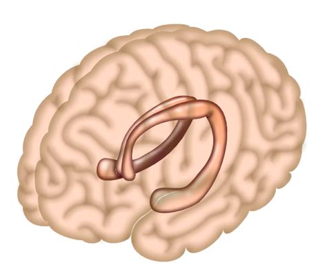 What role does the hippocampus play in memory?