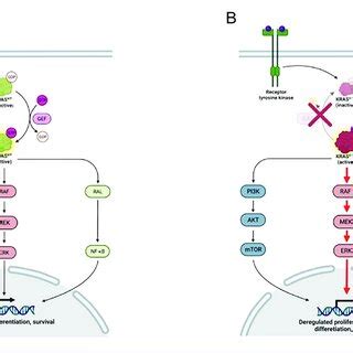 Signalling pathways in wild-type and mutant KRAS cells. (A) KRAS plays ...