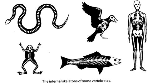 Vertebrates