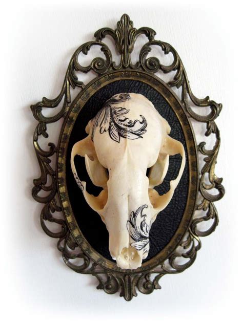 Illustrated Skull- genuine raccoon skull mounted & framed | Raccoon ...