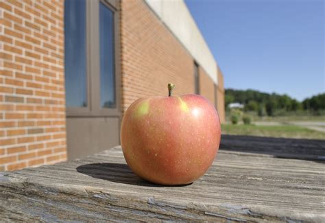 September Wonder® Fuji Apple from Stark Bro's | Fuji apple, Apple, Apple tree