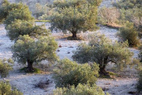 Olive trees in Palestine