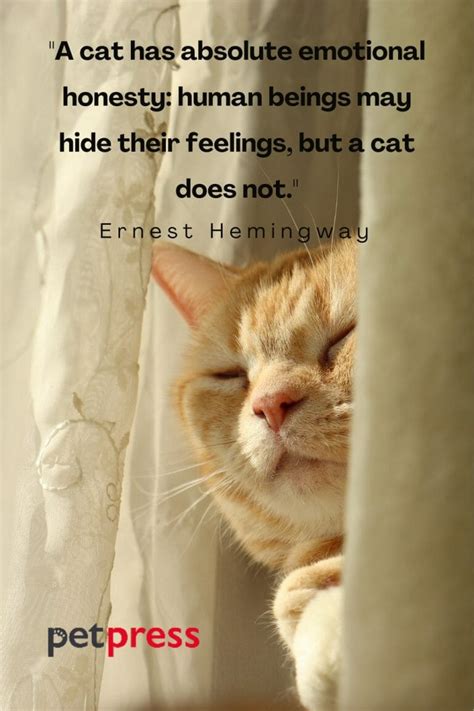 50 Inspiring Cat Attitude Quotes and the Wisdom They Impart