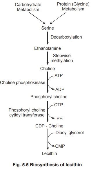 Biosynthesis of phospholipids