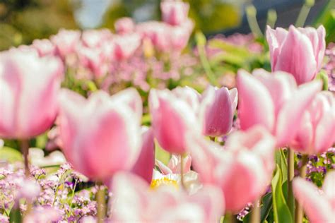 Mainau Island: A Complete Guide to the Stunning Flower Island in Germany - The Swiss Freis