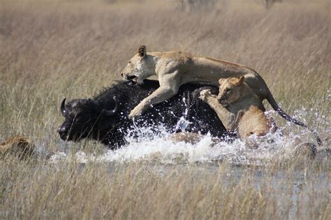 File:Lions hunting Africa.jpg - Wikipedia