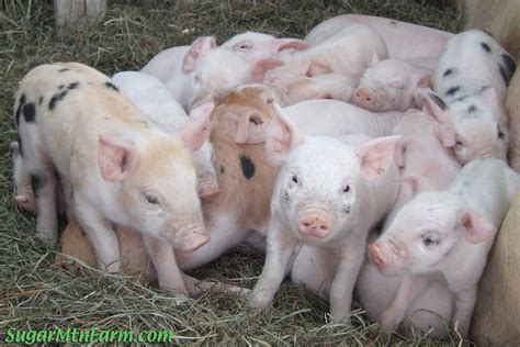 Keeping a pig for meat? | Sugar Mountain Farm