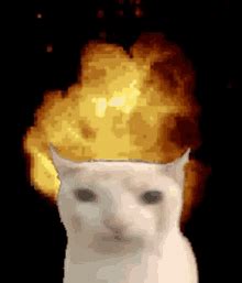 Exploding Cat GIFs | Tenor