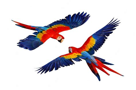 Premium Photo | Colorful macaw parrot flying isolated on white.