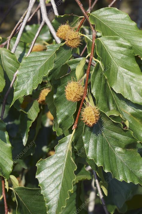 American beech tree (Fagus grandifolia) with fruits - Stock Image - C056/8113 - Science Photo ...