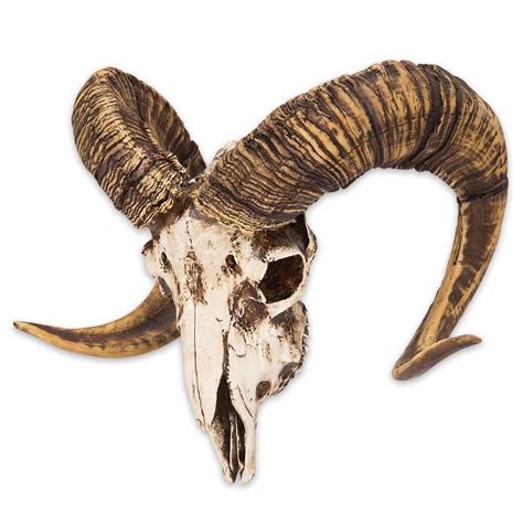 Buy K EXCLUSIVE Bighorn Sheep Ram Skull Replica - Life Sized, Authentic ...