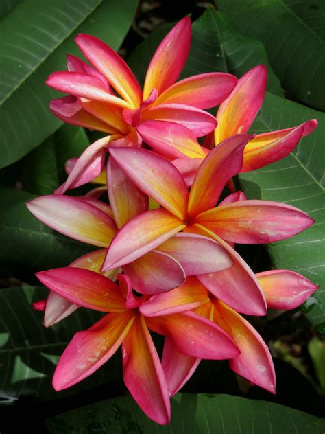 Hawaiian Plumeria | Photographed at Koko Crater Botanical Ga… | Flickr