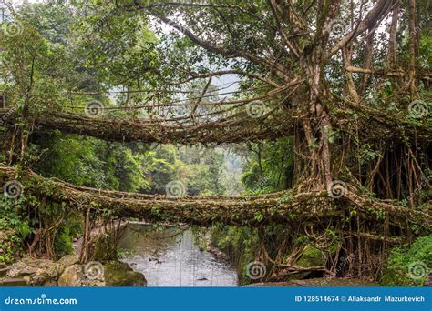 Famous Double Decker Living Roots Bridge Near Nongriat Village, Cherrapunjee, Meghalaya, India ...