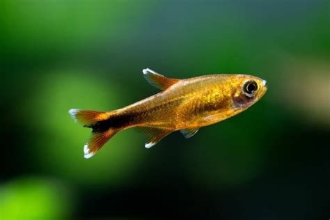 Silver Tip Tetra Guide: Care, Lifespan, Tank Mates...