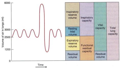 Lung Volumes and Capacities - Respiratory - Medbullets Step 1