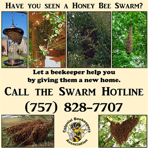 Swarm & Honey Bee Removal | Colonial Beekeepers