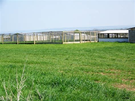 Pheasant rearing pens near Wellow © Maigheach-gheal cc-by-sa/2.0 ...