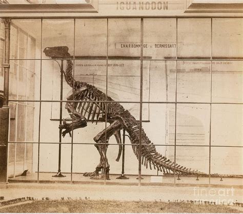 Iguanodon Skeleton Mesozoic Dinosaur Photograph by Science Source - Pixels