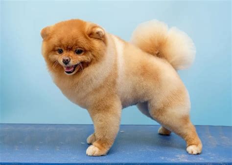 Pomeranian Teddy Bear Haircut Styles