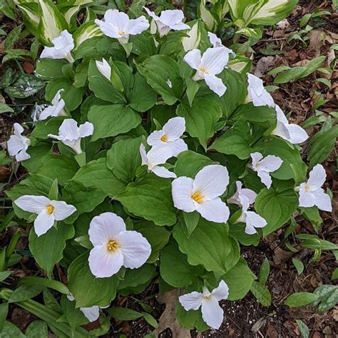 13 Best Spring Flowers in Michigan | Balcony Garden Web