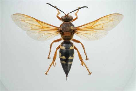 Giant wasp making you nervous? - UF/IFAS Entomology and Nematology ...