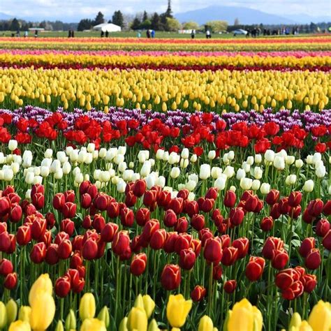 Celebrate Spring with These Stunning Tulip Festivals in the U.S.