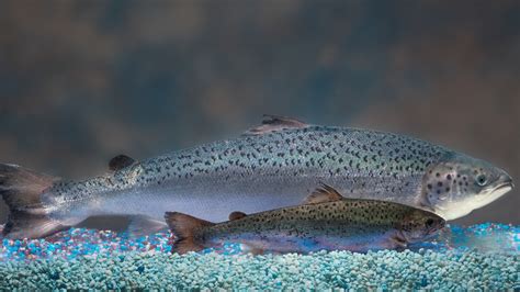 Genetically Modified Salmon: Coming To A River Near You? : The Salt : NPR