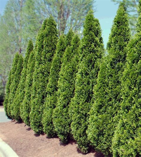 Arborvitae - Living Concepts Landscaping