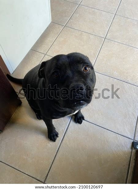 Black Dog Looking Pitying Face Stock Photo 2100120697 | Shutterstock