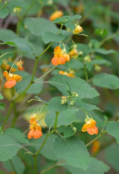 Spotted Touch-me-not (Impatiens capensis) - Cable Natural History Museum