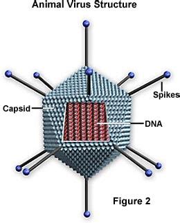 Molecular Expressions Cell Biology: Virus Structure