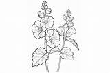 Hollyhock Adults Coloring Page Graphic By Forhadx5 · Creative Fabrica sketch template
