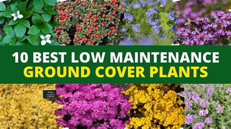 Low Maintenance Ground Cover Ideas