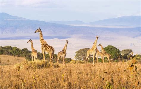 Ngorongoro Conservation Area - Micato Safaris